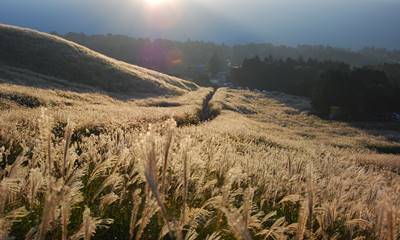 箱根の仙石原のススキ草原