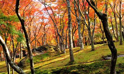 箱根の箱根美術館の紅葉