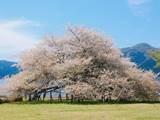 箱根園の桜