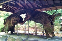 箱根神社のけけら木
