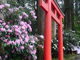 箱根神社のシャクナゲ