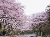マツダ ターンパイク箱根の桜