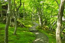 箱根美術館の苔庭