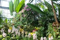 箱根強羅公園の熱帯植物館・ハーブ館
