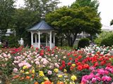 箱根強羅公園のバラ