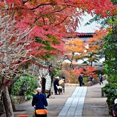 円覚寺の紅葉