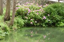 円覚寺の白鷺池