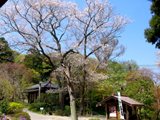 浄智寺の桜