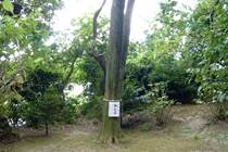 葛原岡神社の無患子の木
