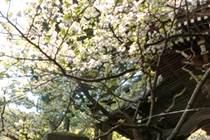 安国論寺の妙法桜