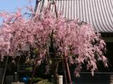 本興寺の桜