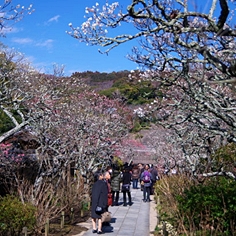 東慶寺の梅