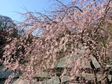 東慶寺の桜