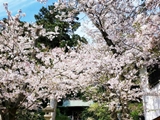 甘縄神明神社の桜