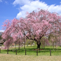 上賀茂神社の桜