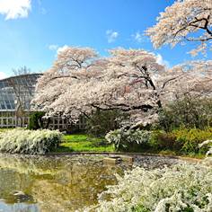 京都府立植物園の桜