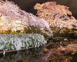 京都府立植物園の桜ライトアップ