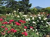 京都府立植物園のバラ