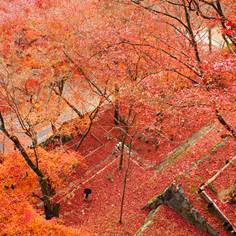 清水寺の紅葉
