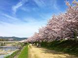 賀茂川堤の桜