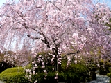 退蔵院の桜