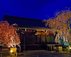 妙満寺の夜間ライトアップ