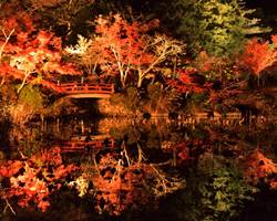 大覚寺の夜間特別拝観「真紅の水鏡」