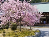 二尊院の桜