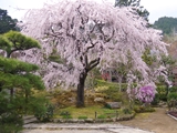 常寂光寺の桜