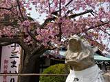 法輪寺の桜