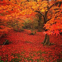 宝筐院の紅葉