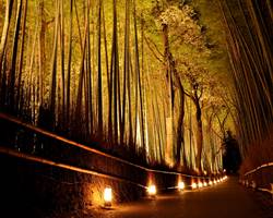 竹林の道の嵐山花灯路
