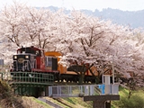 嵯峨野トロッコ列車の桜