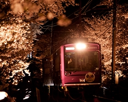 嵐電の夜桜電車
