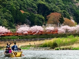 保津川下りの桜