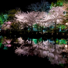 東寺の桜
