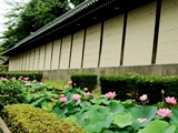 東本願寺のハス