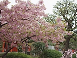 三十三間堂の桜