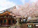 壬生寺の桜