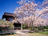 渉成園の桜