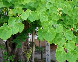 梨木神社の愛の木