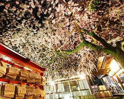 水火天満宮の桜のライトアップ