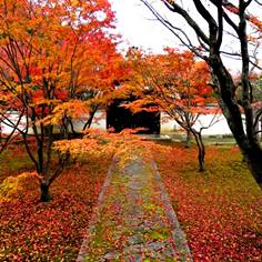 妙覚寺の紅葉