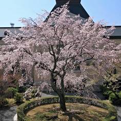 京都府庁旧本館の桜