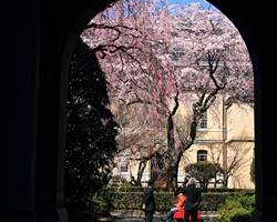 京都府庁旧本館の観桜祭