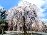 千本釈迦堂の桜
