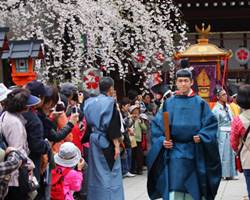 平野神社の桜花祭