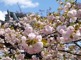 千本ゑんま堂（引接寺）の桜