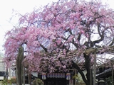 地蔵院（椿寺）の桜