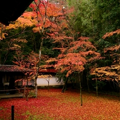 高桐院の紅葉